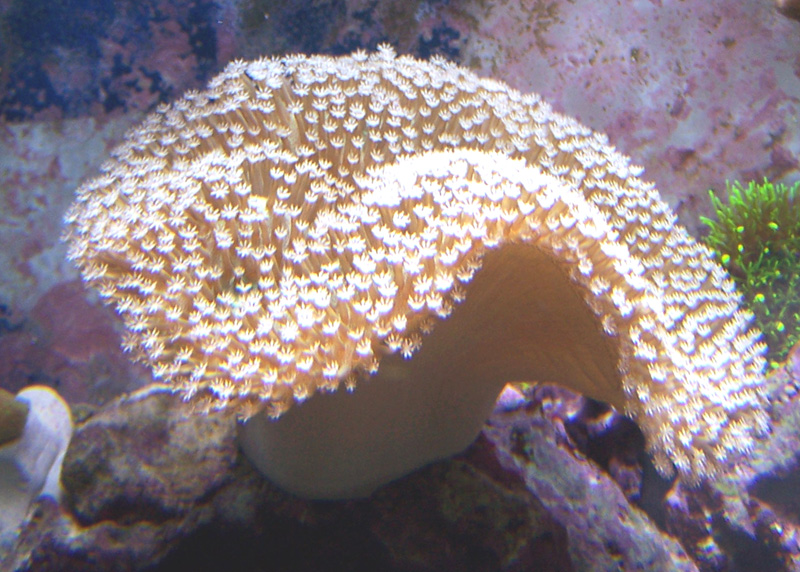 toadstool_5_28.jpg