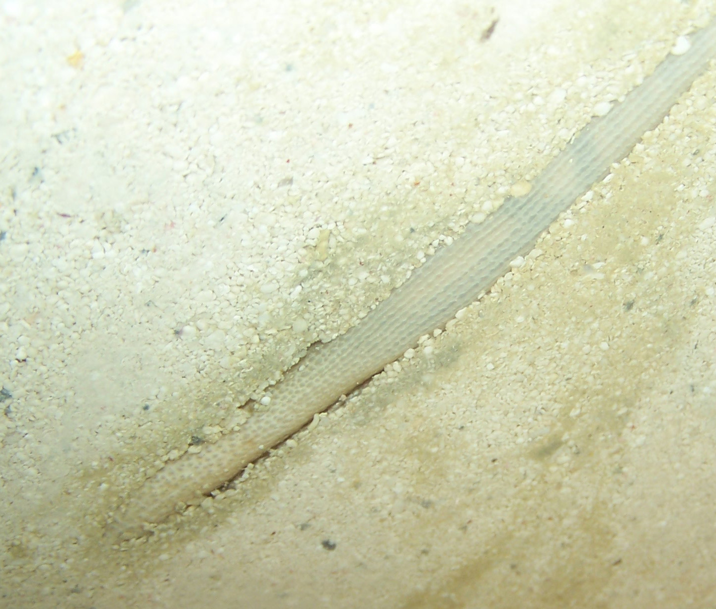 unknown2.jpg